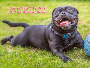 Bác sĩ thú y tại nhà