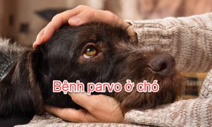 Bệnh parvo ở chó