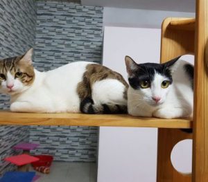Bác sĩ thú y tại nhà