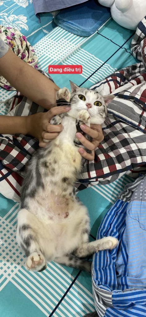 BẠN MÈO BỐI ĐANG ĐIỀU TRỊ VIÊM DA