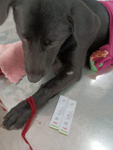 Bạn chó tên Đen nhiễm parvo virus